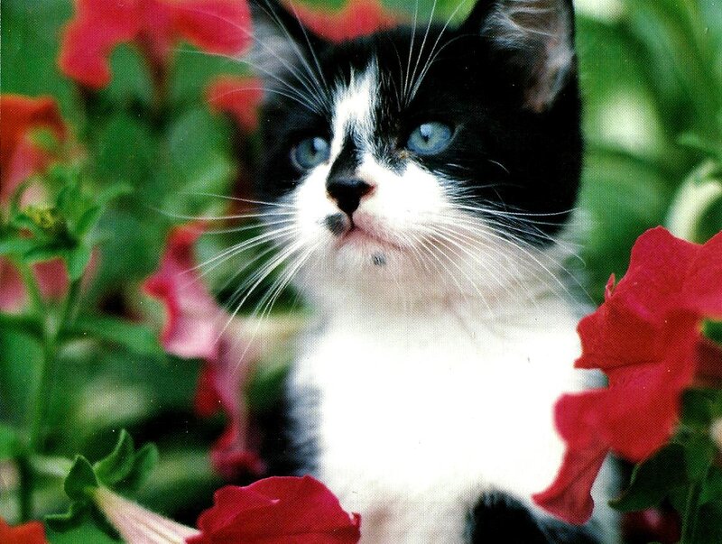 Black and White Kitten — Red, Calm
