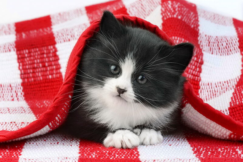 Black and White Kitten — Red, Cozy