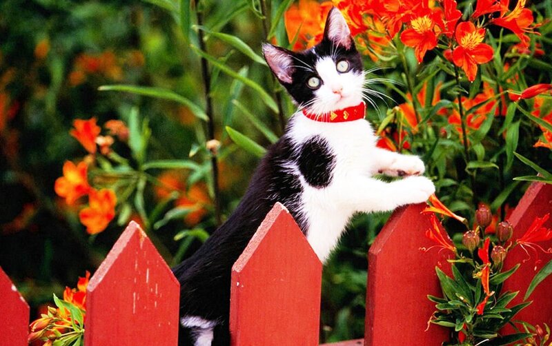 Black and White Kitten — Red, Curious, Afternoon