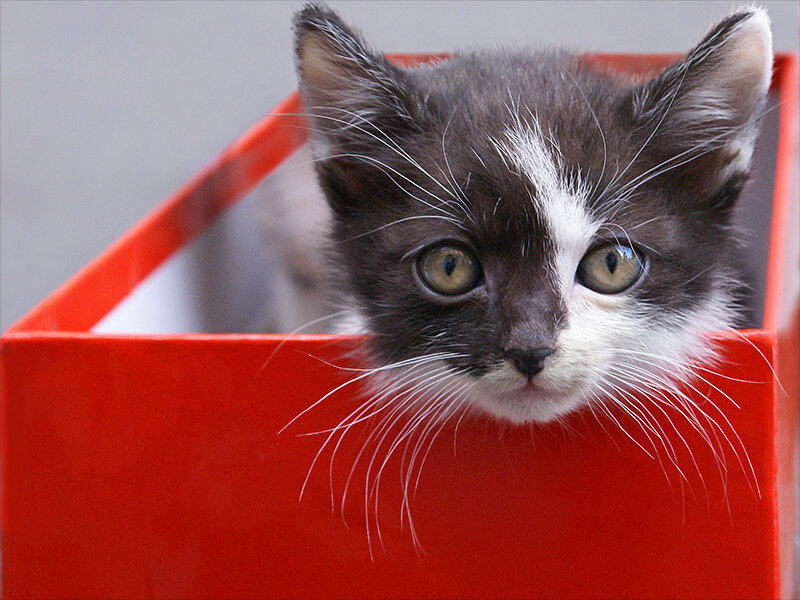 Black and White Kitten — Red, Curious