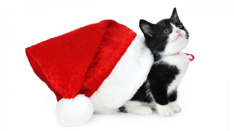 Black and White Kitten — Red, Festive, Photograph