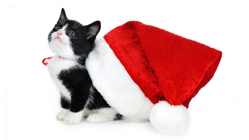 Black and White Kitten — Red, Festive