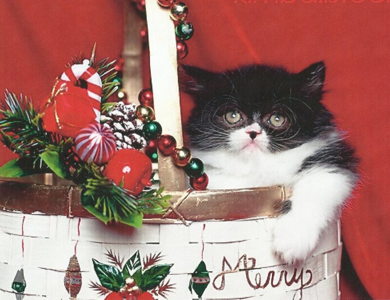 Black and White Kitten — Red, Festive, Winter