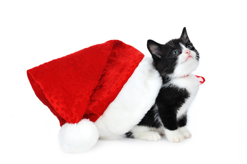 Black and White Kitten — Red