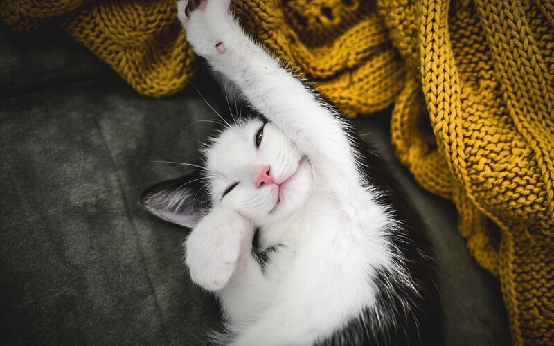 Black and White Kitten — Relaxed