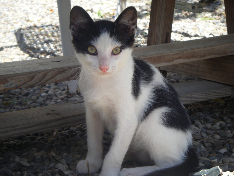 black and white kitten sitting