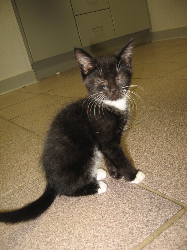 black and white kitten sitting