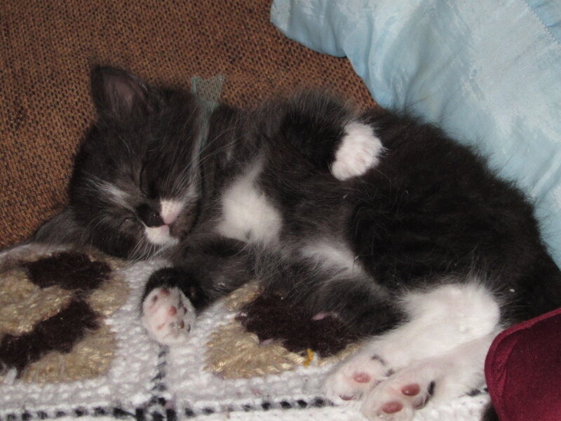 Black and White Kitten — Sleepy