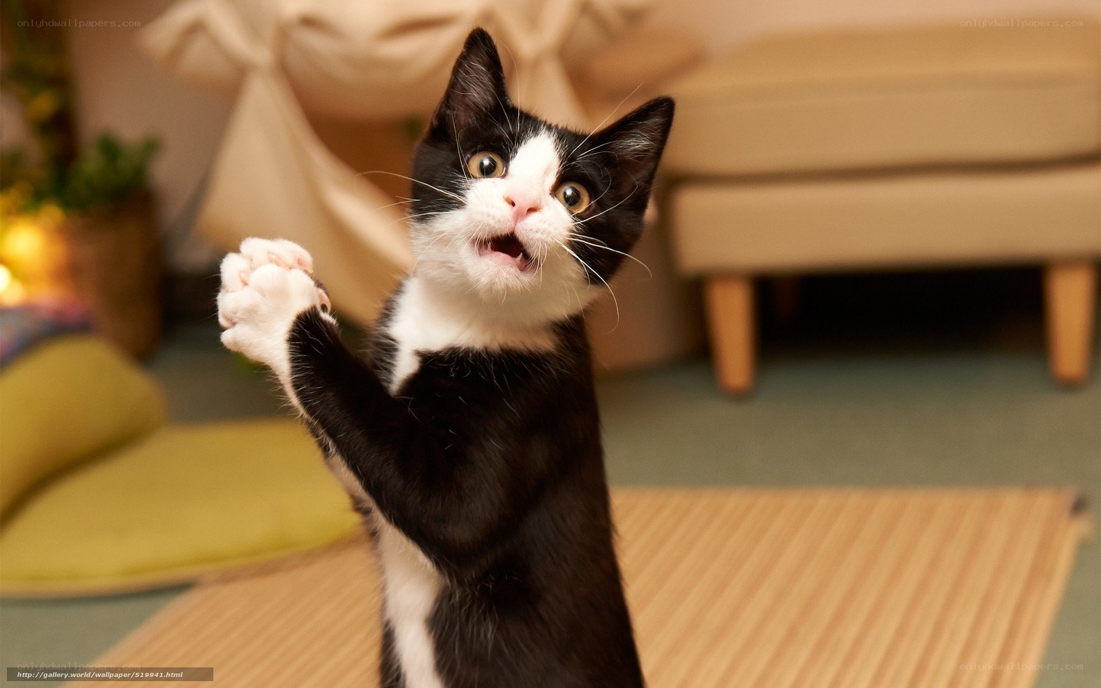 black and white kitten standing