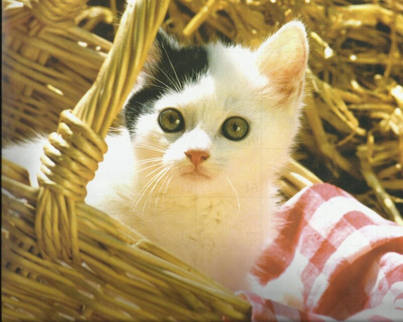 Black-and-white Kitten — White, Calm, Afternoon