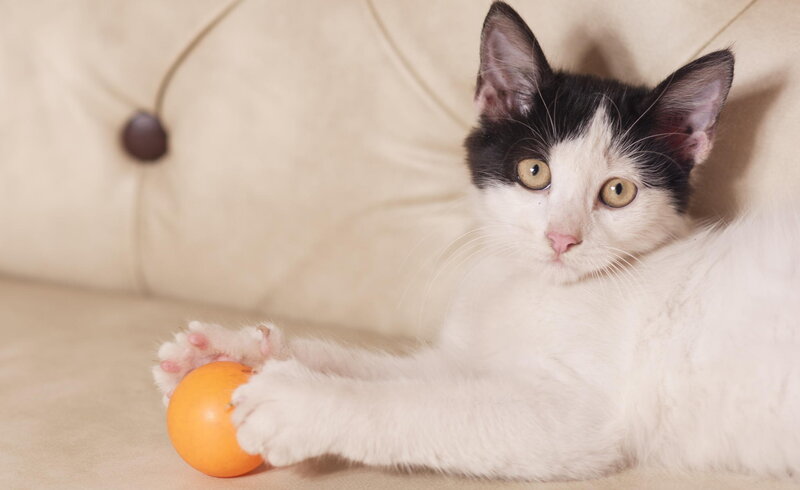 Black-and-white Kitten — White, Calm, Photograph, Ball