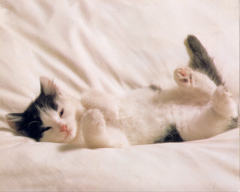 Black-and-white Kitten — White, Calm, Photograph, Bed