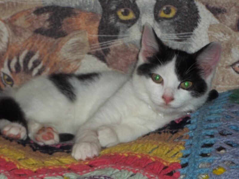 Black-and-white Kitten — White, Calm, Photograph