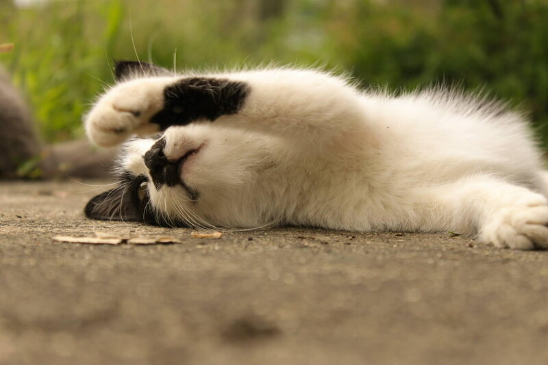 Black-and-white Kitten — White, Playful, Afternoon