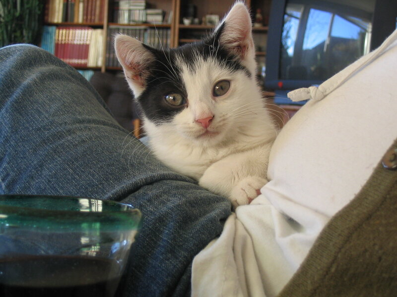 Black-and-white Kitten — White