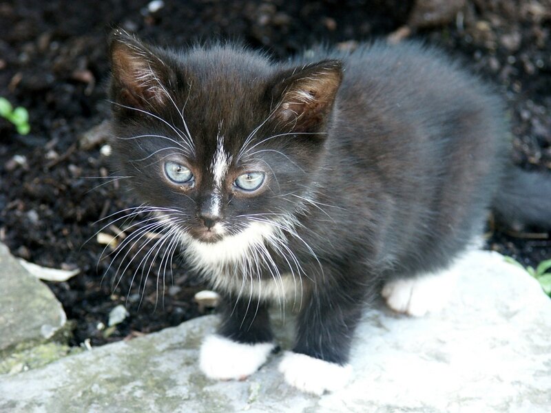 black and white kitten with blue eyes