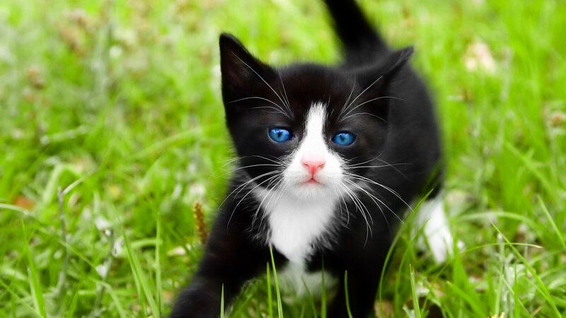 black and white kitten with blue eyes