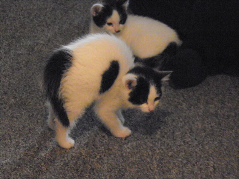 Black and White Kittens — Gray