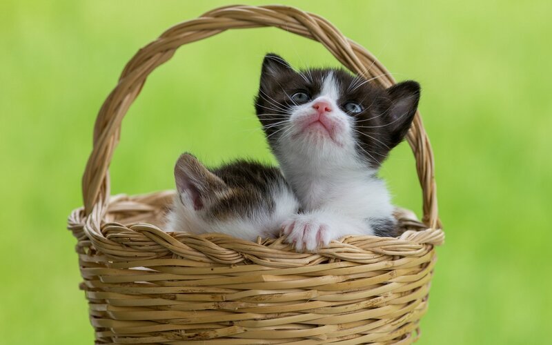 Black and White Kittens — Green, Calm