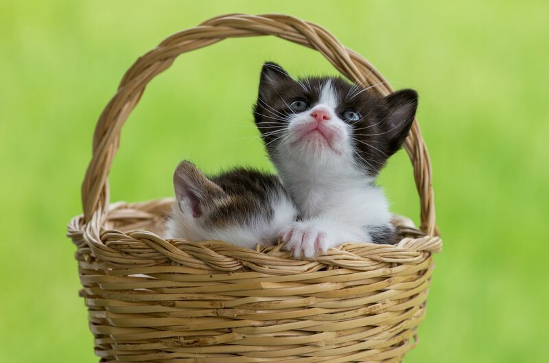 Black and White Kittens — Green