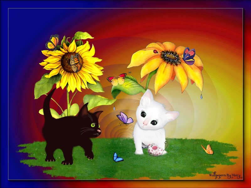 Black and White Kittens — Yellow