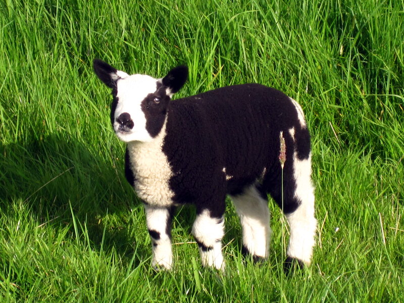 Black and White Lamb — Green