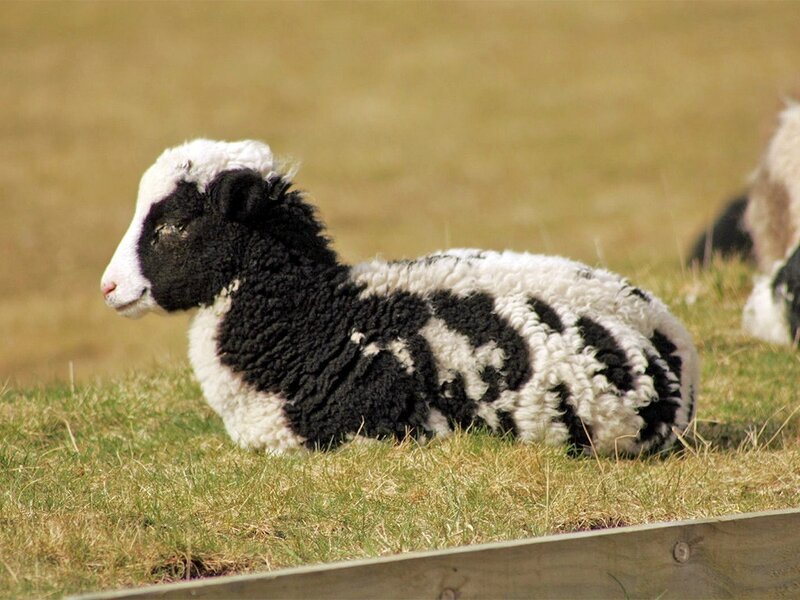 Black and White Lamb