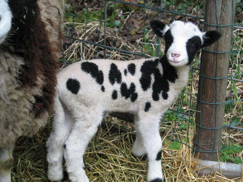 Black-and-white Lamb — White