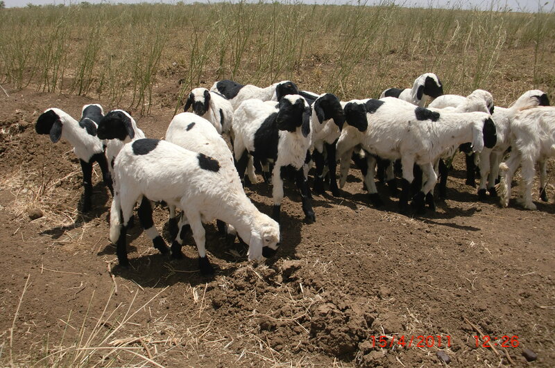 Black-and-white Lambs