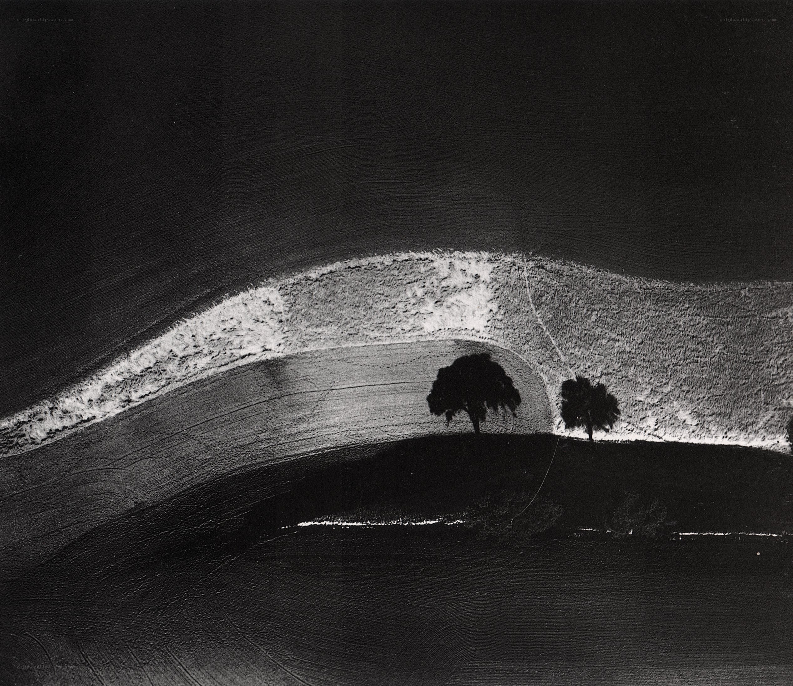 Black and white landscape with trees