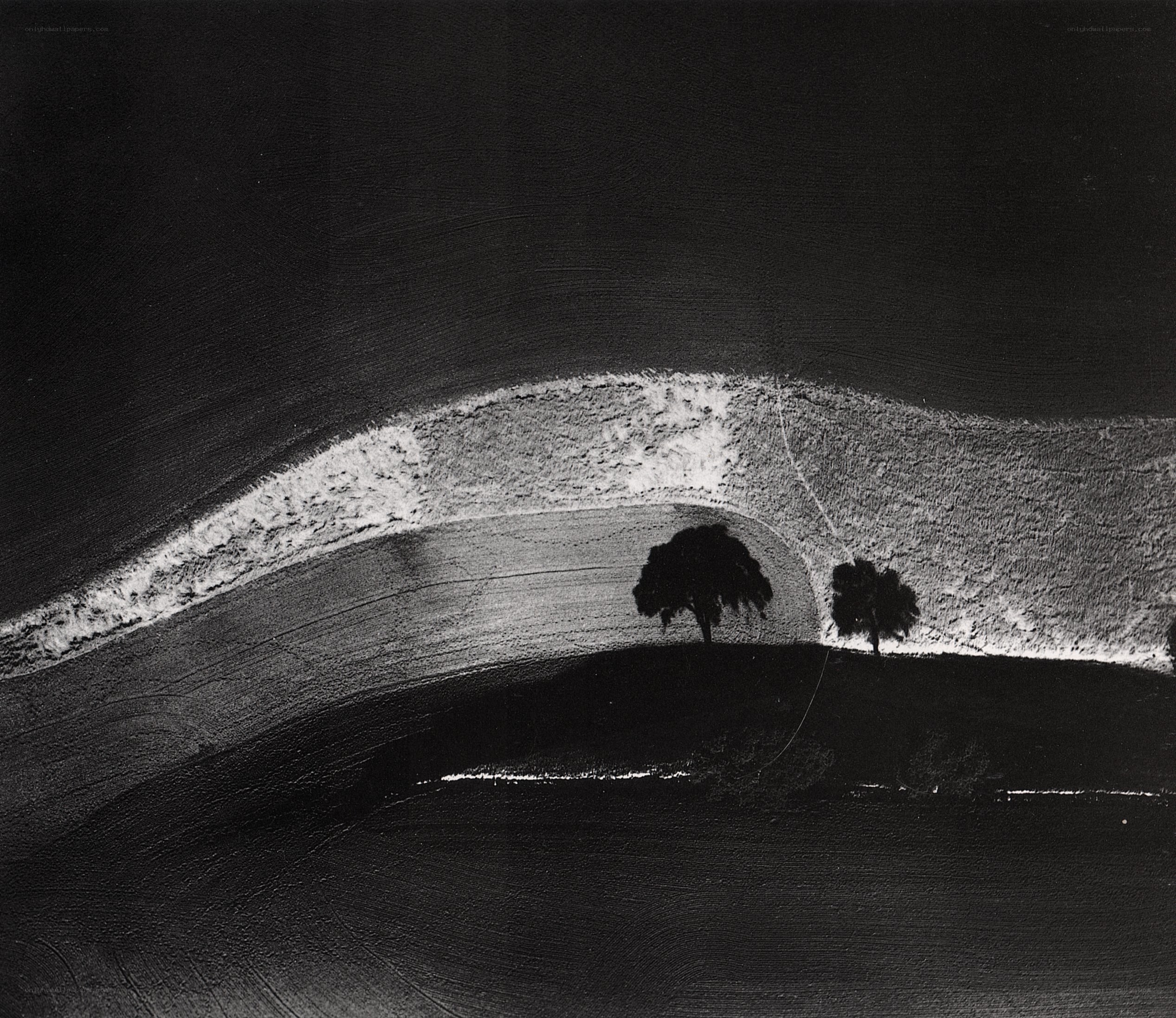 Black and white landscape with trees