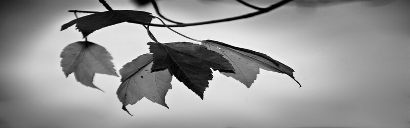 black and white leaf branch