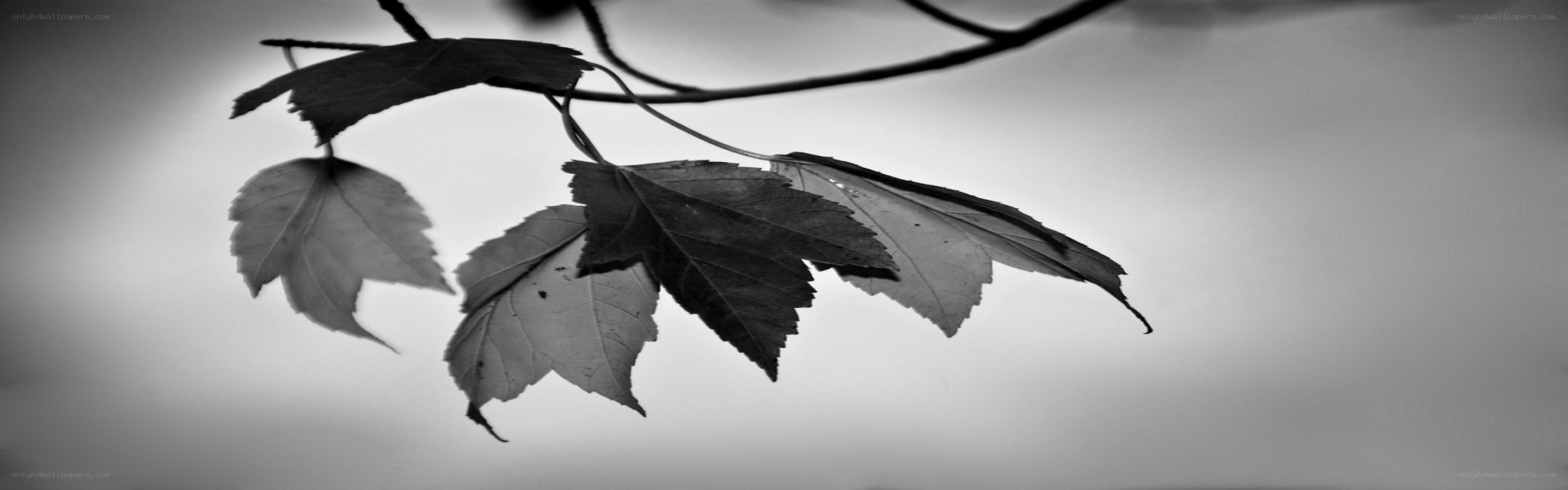 black and white leaf branch
