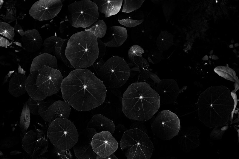 Black and white leaf pattern