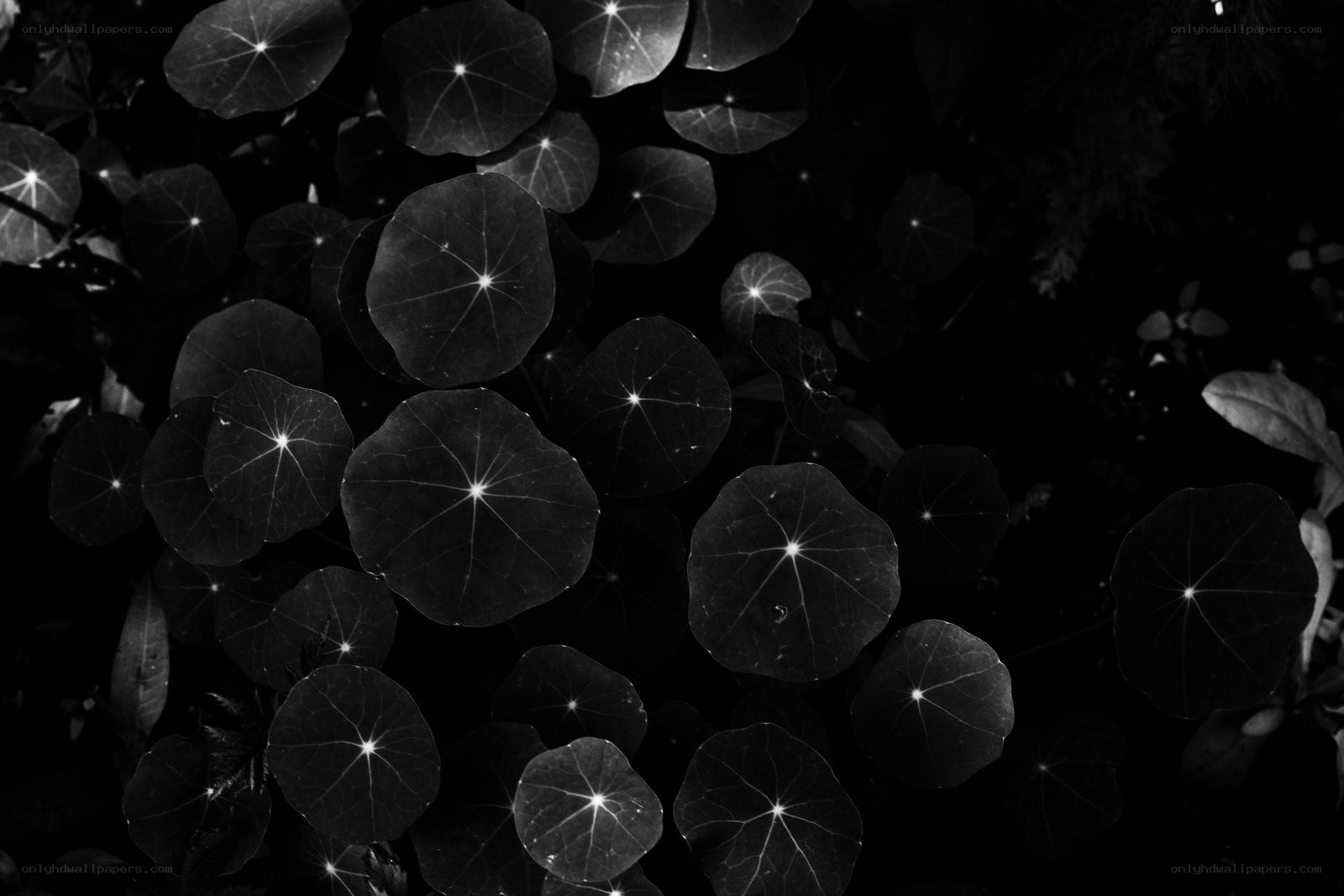 Black and white leaf pattern
