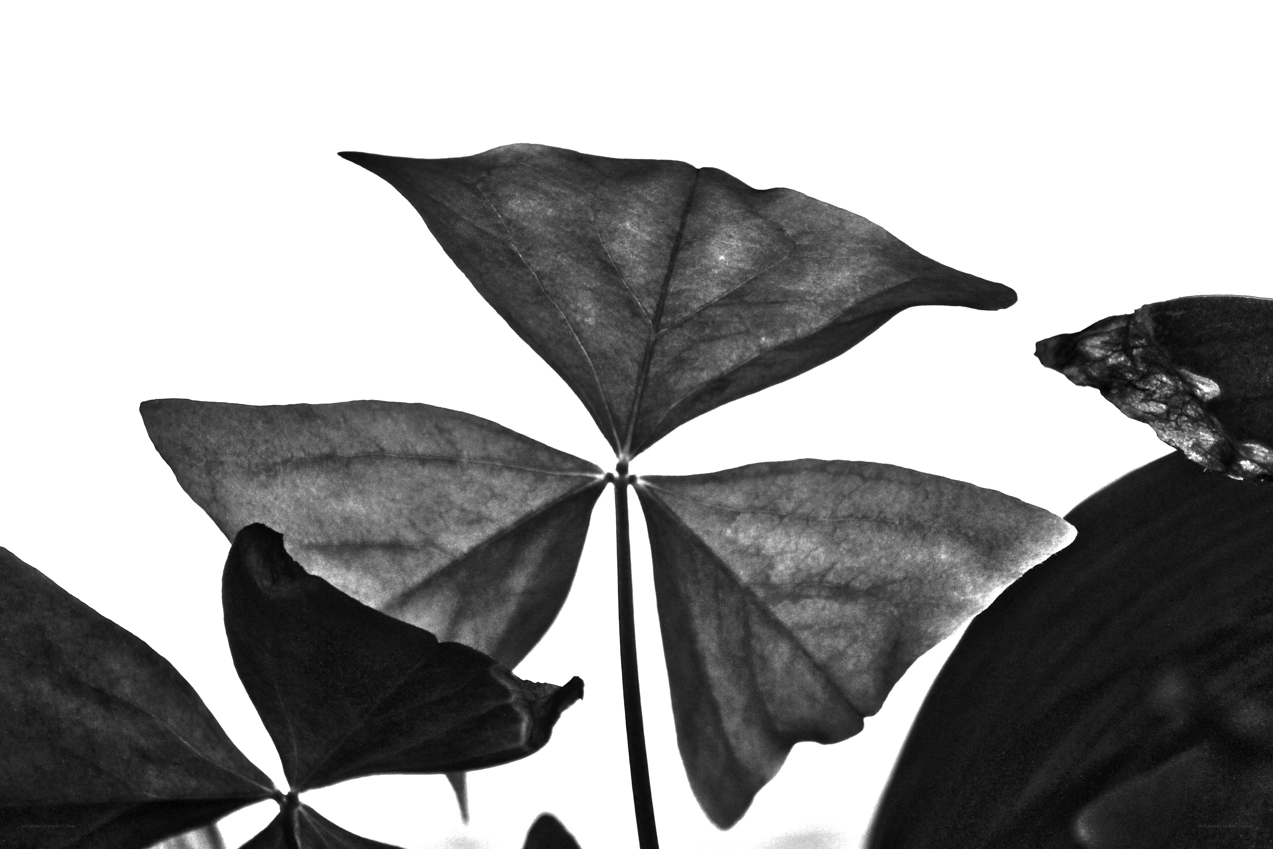 black and white leaf silhouette