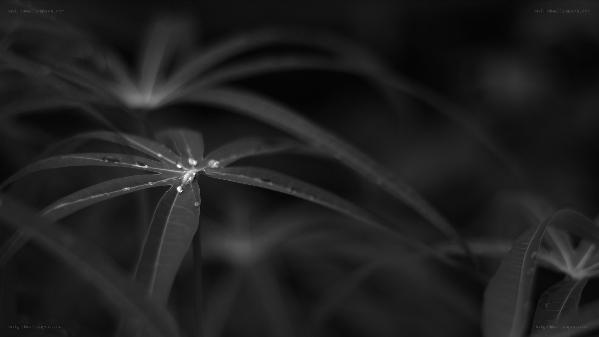 black and white leaf with water droplets