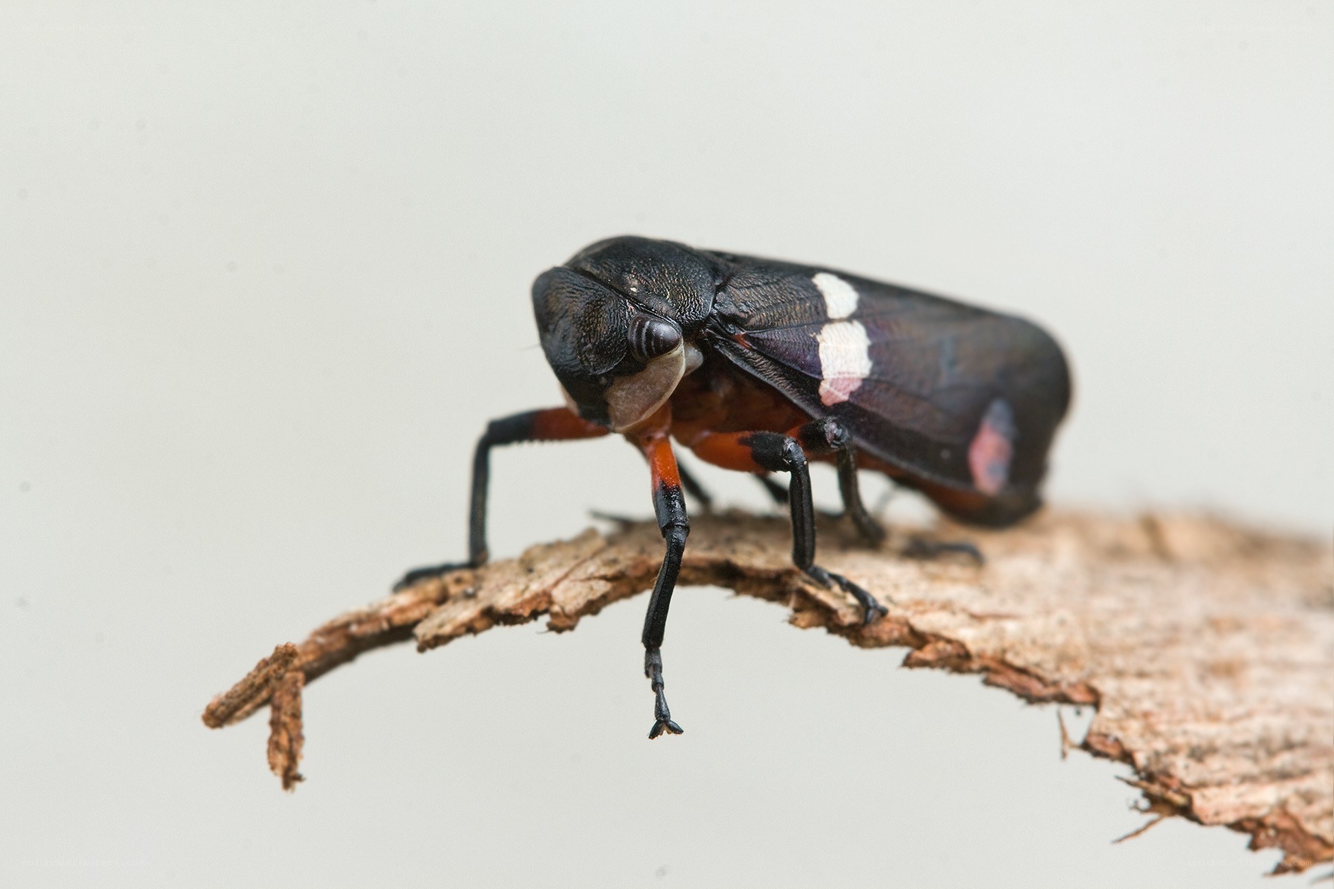 black and white leafhopper