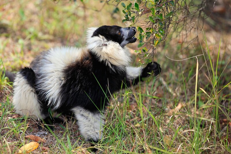 Black-and-white Lemur — Black, Natural