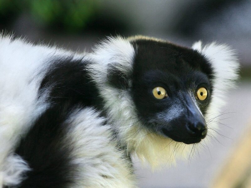 Black-and-white Lemur — Black