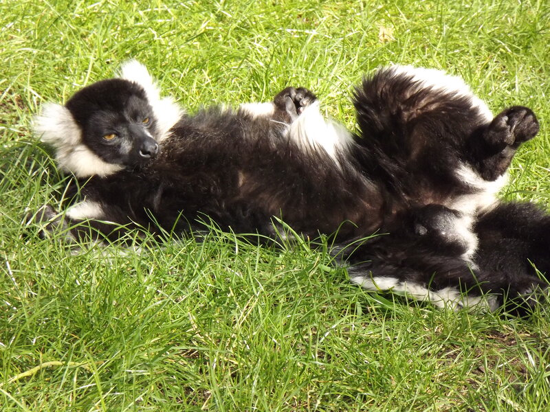 Black-and-white Lemur — Green