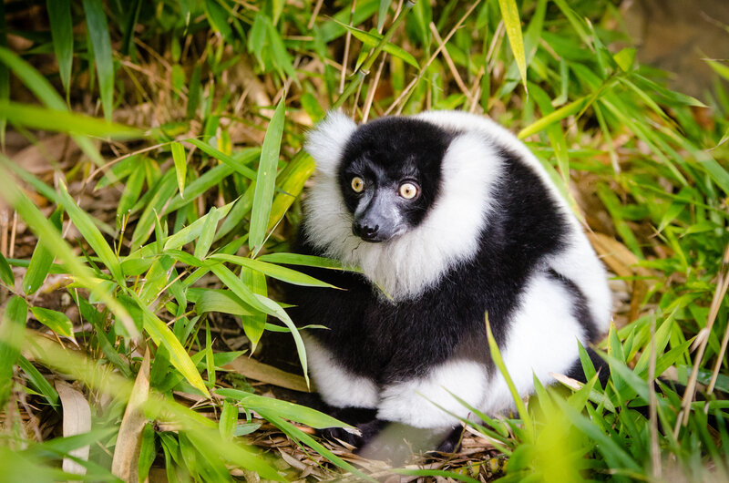 Black-and-white lemur in foliage