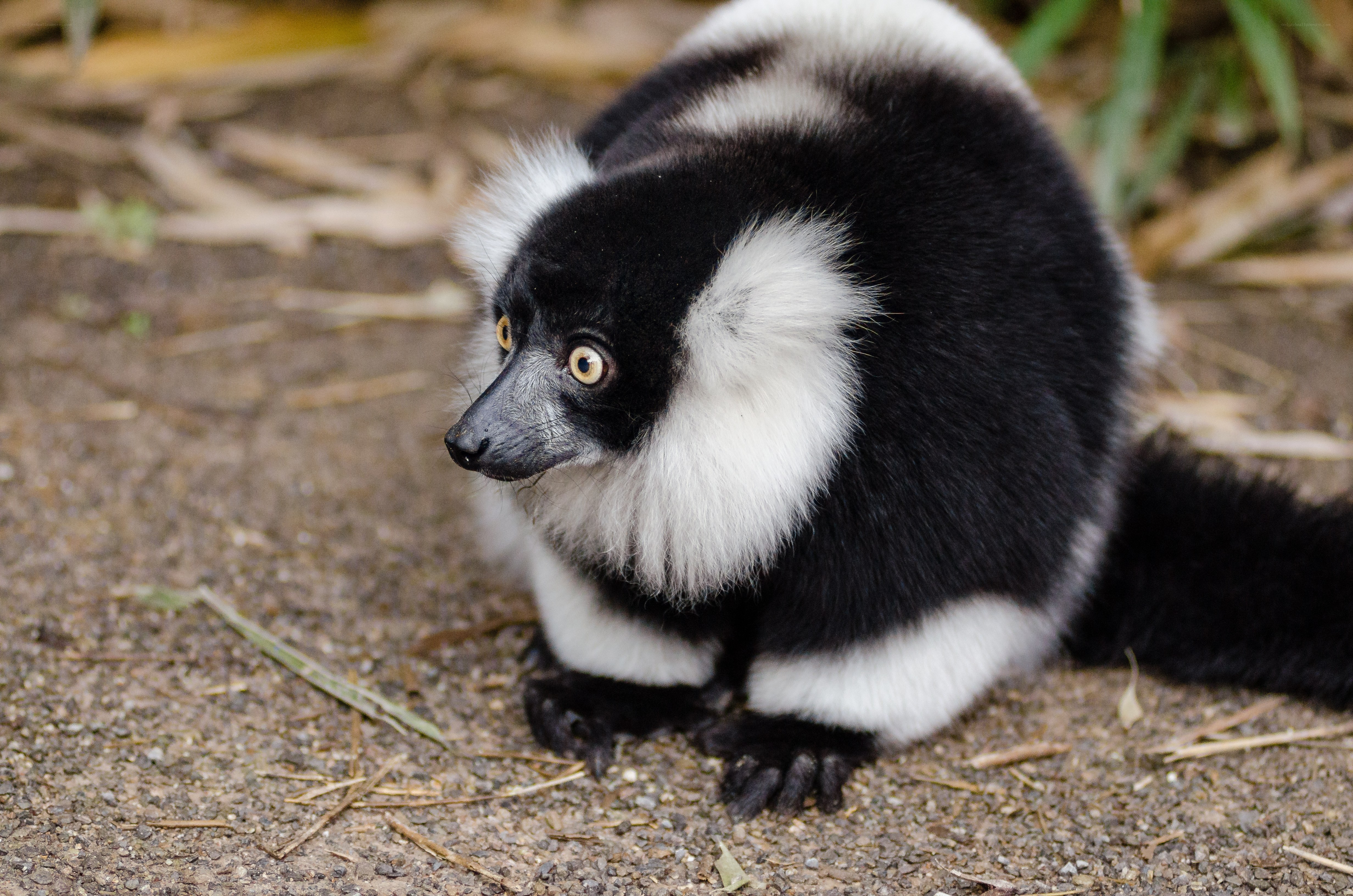 Black-and-white lemur sitting