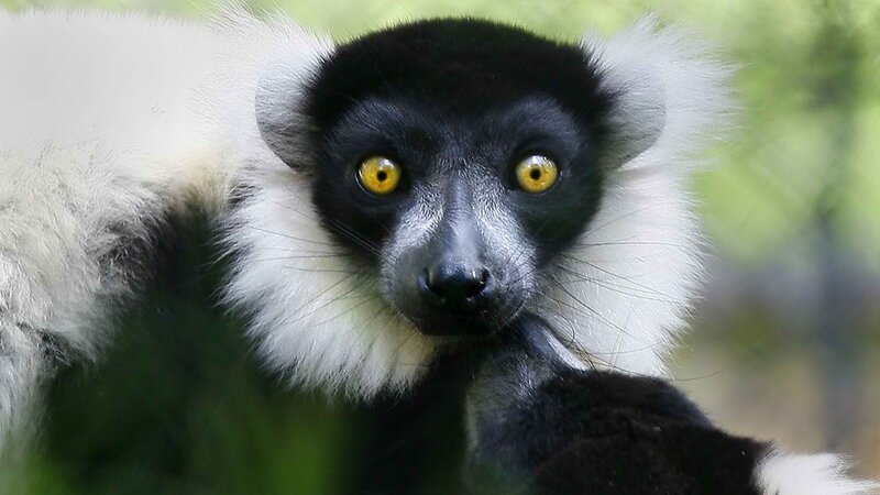 black-and-white lemur with yellow eyes