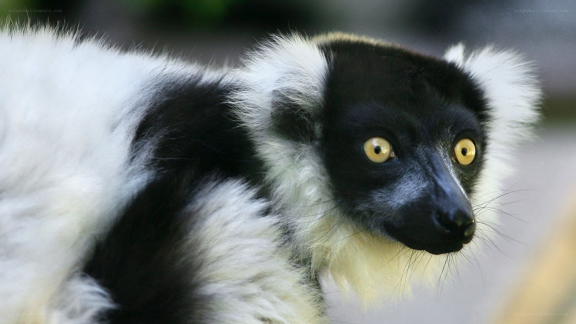 black-and-white lemur