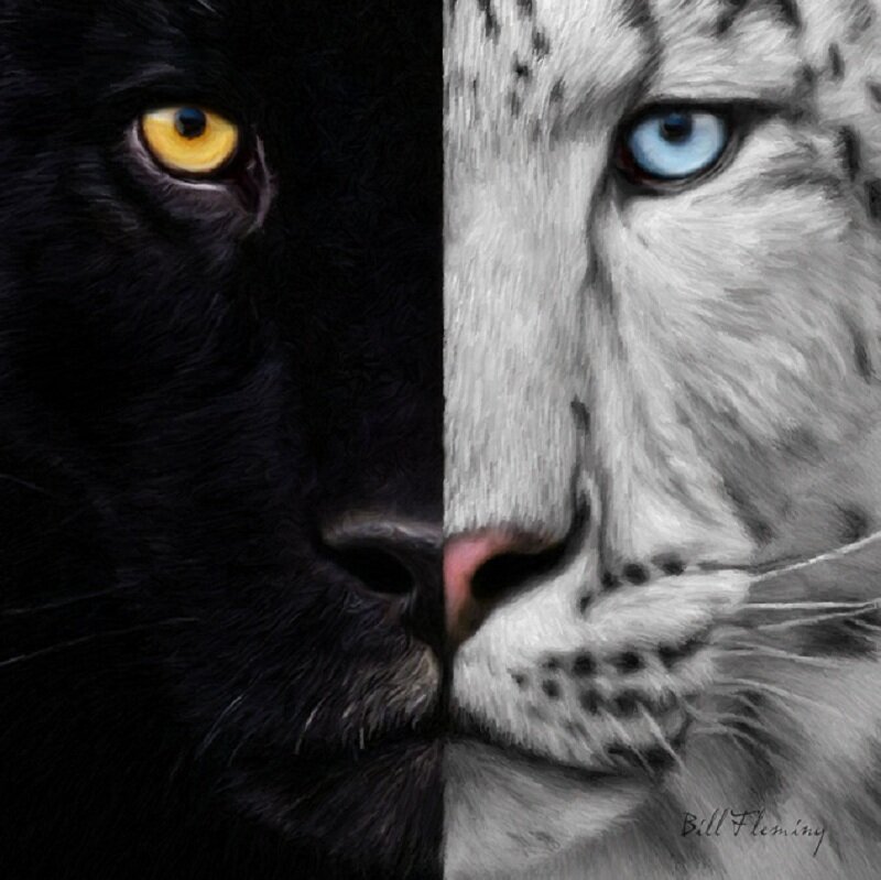 Black and White Leopard Faces