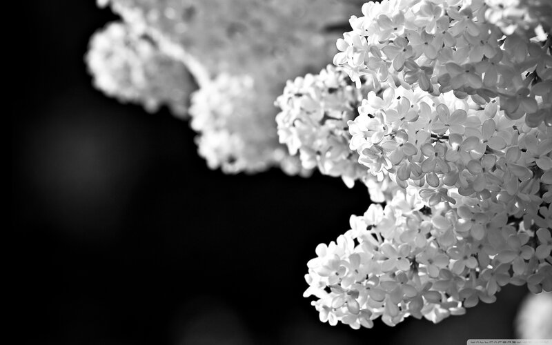 black and white lilac flowers