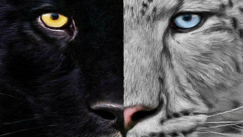 Black and White Lion Faces