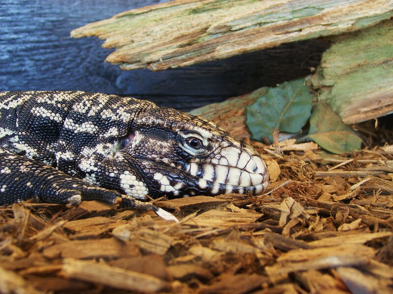 black and white lizard resting