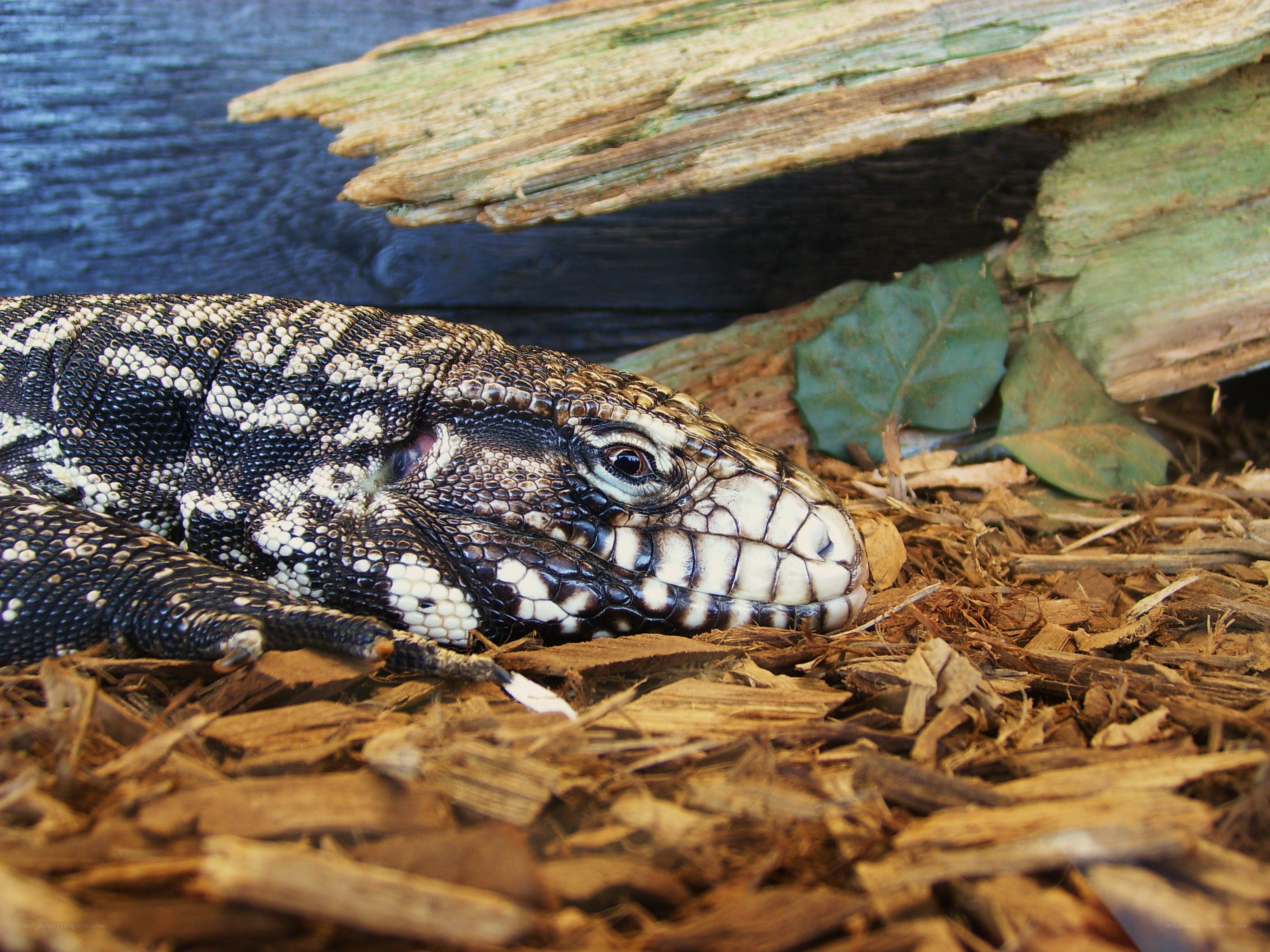 black and white lizard resting